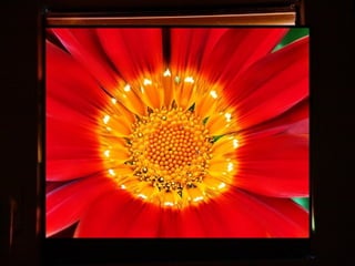 Afrikai  aranyvirág    Gazania