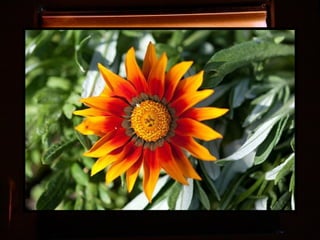Afrikai  aranyvirág    Gazania