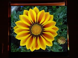 Afrikai  aranyvirág    Gazania