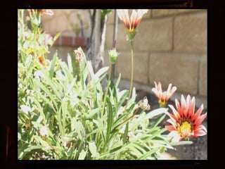 Afrikai  aranyvirág    Gazania