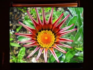 Afrikai  aranyvirág    Gazania