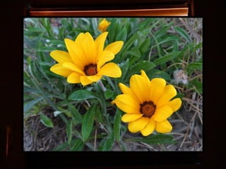 Afrikai  aranyvirág    Gazania