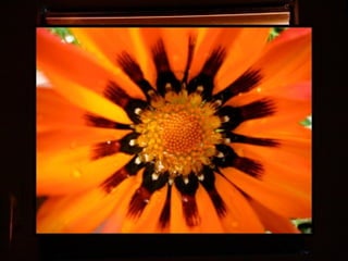 Afrikai  aranyvirág    Gazania