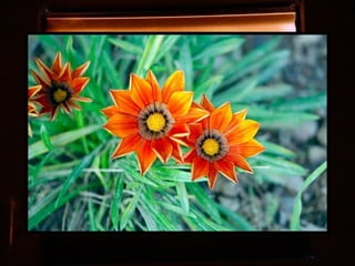 Afrikai  aranyvirág    Gazania