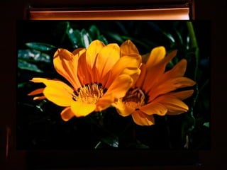 Afrikai  aranyvirág    Gazania