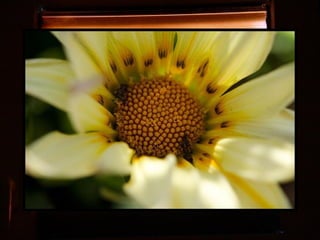 Afrikai  aranyvirág    Gazania