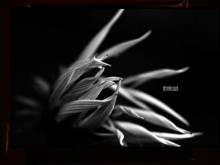 Afrikai  aranyvirág    Gazania