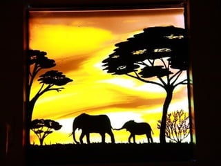 Afrikai  aranyvirág    Gazania