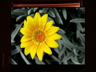 Afrikai  aranyvirág    Gazania