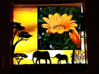 Afrikai  aranyvirág    Gazania