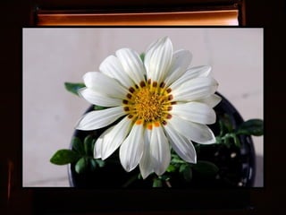 Afrikai  aranyvirág    Gazania