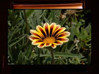 Afrikai  aranyvirág    Gazania