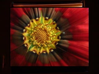 Afrikai  aranyvirág    Gazania