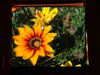 Afrikai  aranyvirág    Gazania