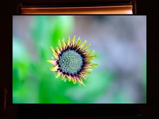 Afrikai  aranyvirág    Gazania