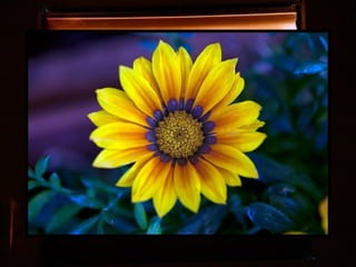 Afrikai  aranyvirág    Gazania