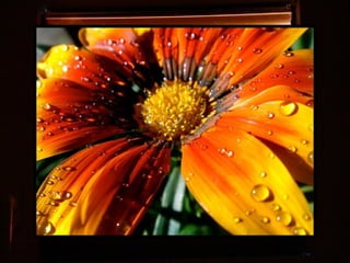 Afrikai  aranyvirág    Gazania