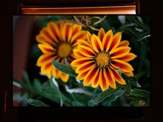 Afrikai  aranyvirág    Gazania