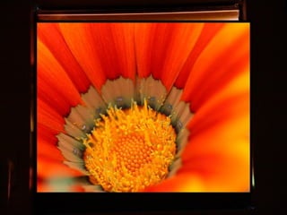 Afrikai  aranyvirág    Gazania