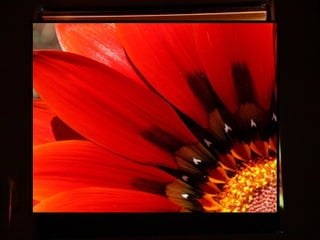 Afrikai  aranyvirág    Gazania