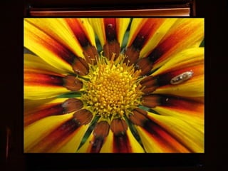 Afrikai  aranyvirág    Gazania