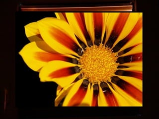 Afrikai  aranyvirág    Gazania