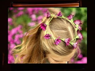 Afrikai  aranyvirág    Gazania