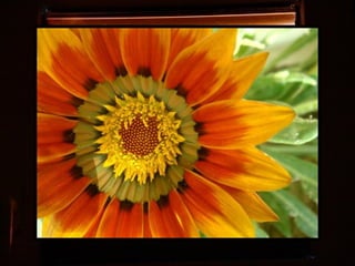 Afrikai  aranyvirág    Gazania