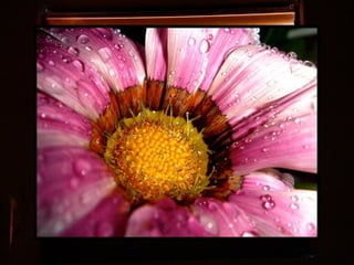 Afrikai  aranyvirág    Gazania