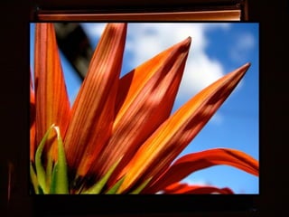 Afrikai  aranyvirág    Gazania