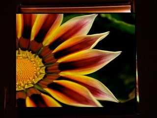 Afrikai  aranyvirág    Gazania