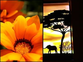 Afrikai  aranyvirág    Gazania