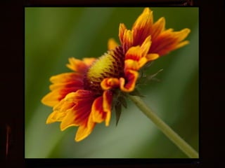 Afrikai  aranyvirág    Gazania
