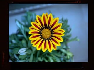 Afrikai  aranyvirág    Gazania