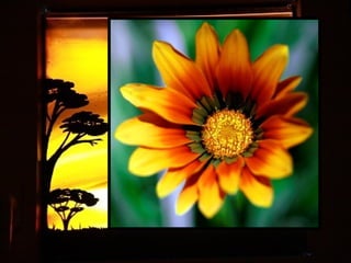 Afrikai  aranyvirág    Gazania