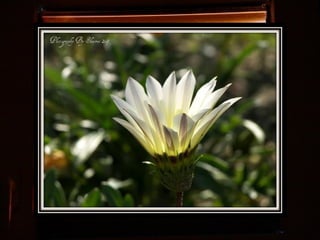Afrikai  aranyvirág    Gazania