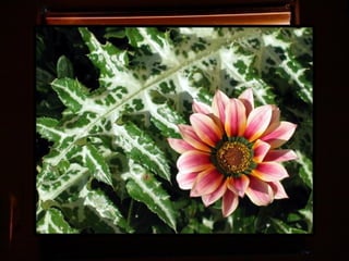 Afrikai  aranyvirág    Gazania