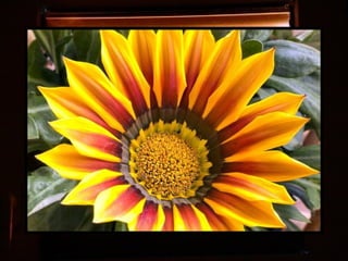 Afrikai  aranyvirág    Gazania