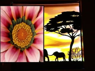 Afrikai  aranyvirág    Gazania