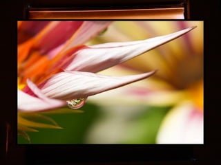 Afrikai  aranyvirág    Gazania