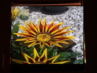 Afrikai  aranyvirág    Gazania