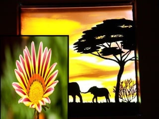 Afrikai  aranyvirág    Gazania