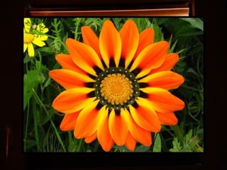 Afrikai  aranyvirág    Gazania