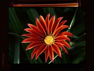 Afrikai  aranyvirág    Gazania