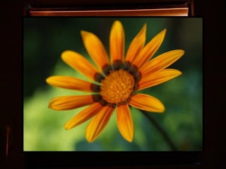 Afrikai  aranyvirág    Gazania