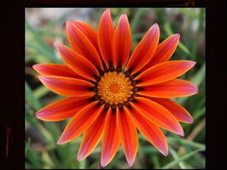 Afrikai  aranyvirág    Gazania