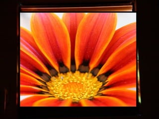 Afrikai  aranyvirág    Gazania