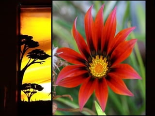 Afrikai  aranyvirág    Gazania