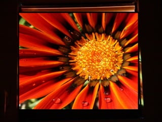 Afrikai  aranyvirág    Gazania