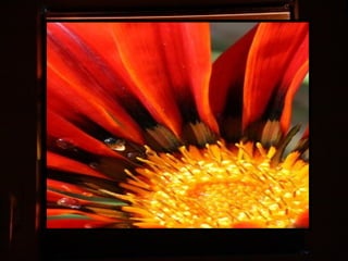 Afrikai  aranyvirág    Gazania